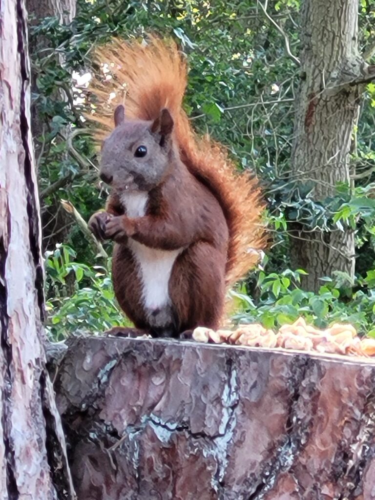 eichhörnchen in Ferchesar