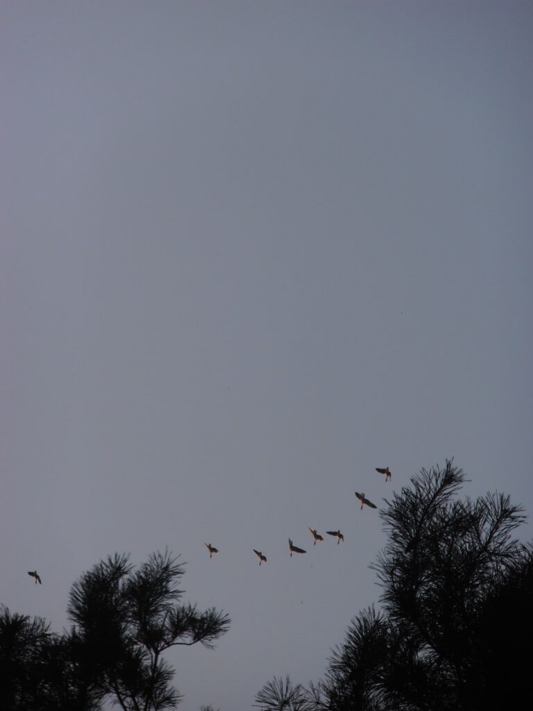 vogelflug in Ferchesar